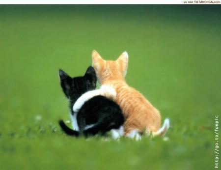 Deux chats bien amis!!!