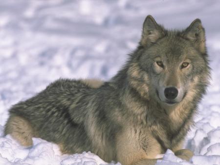 trop bo ce loup dans la neige!!