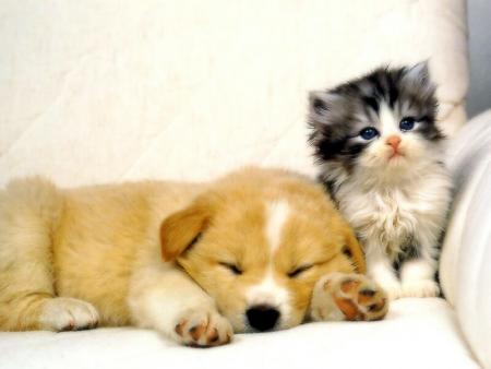 chats et chien!!!