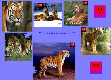 Montage de tigres fait par moi