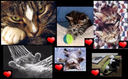 montage de moiiii